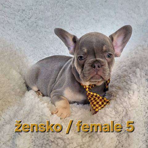 Francuski buldog, štenci egzotik boje